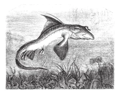 Chimaera monstrosa or Rabbit fish, vintage engraving. Stock Illustration