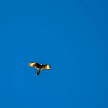 Chimango bird in flight with something on his peak on a blue sky Stock Photos