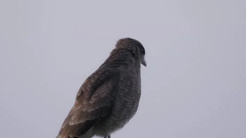 Chimango Caracara. Bird close up and feeding. Stock Footage 256642017