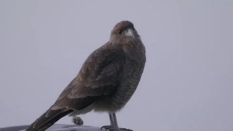 Chimango Caracara. Bird close up. Vídeos de archivo 256641672