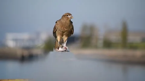 Chimango caracara (Milvago chimango), voraciously eating a fish Stock Footage 276505359
