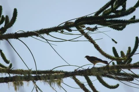 Chimango caracara on a monkey puzzle tree. Stock Photos