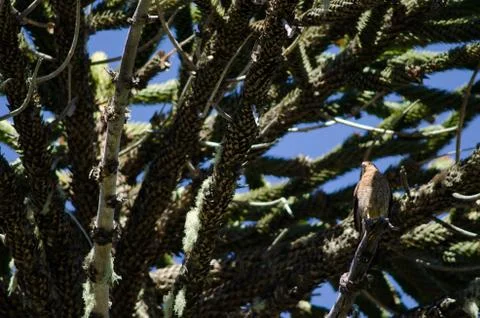 Chimango caracara on a monkey puzzle tree. Stock Photos