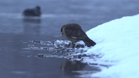 Chimango caracara, Phalcoboenus chimango, catch the bird and feeding in the wate Stock Footage 201864979