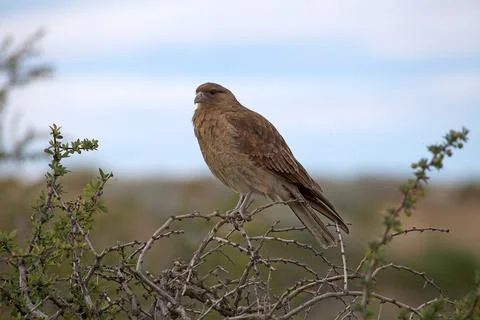 Chimango caracara (Phalcoboenus chimango) Stock Photos