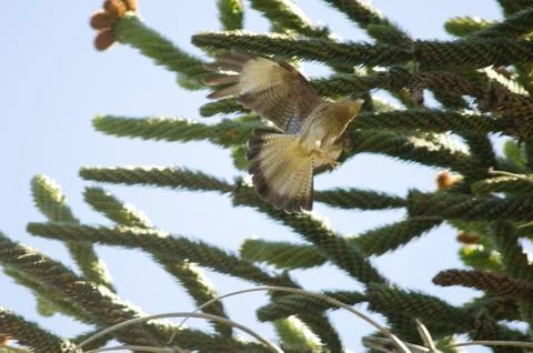Chimango caracara taking flight next to monkey puzzle tree. Foto stock
