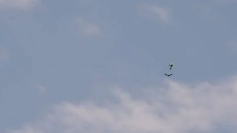 Chimango Caracara. Two birds flying and fighting on a blue sky with clouds. Stock Footage 248330779