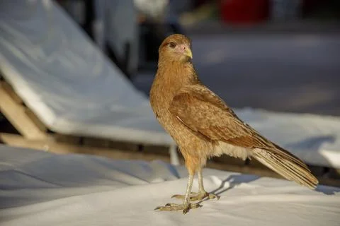 Chimango (Daptrius Chimango) perched on a lounge chair. Stock Photos