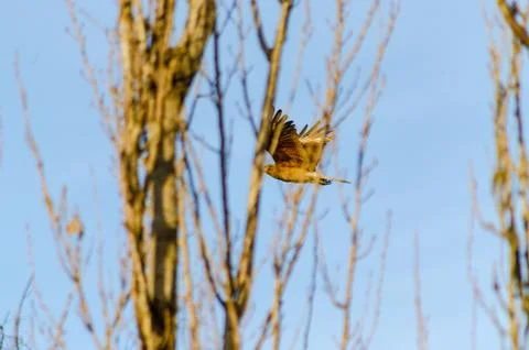 Chimango flying behind a branch of a no foliage tree Stock Photos