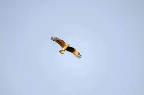 Chimango flying in a light blue sky Stock Photos