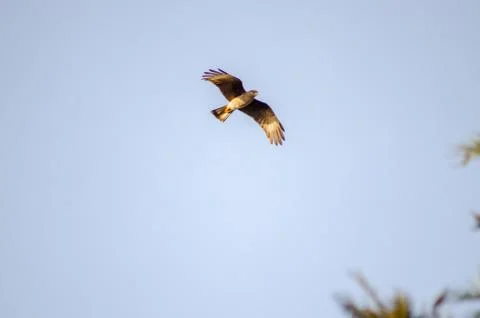 Chimango flying in a light blue sky Stock Photos