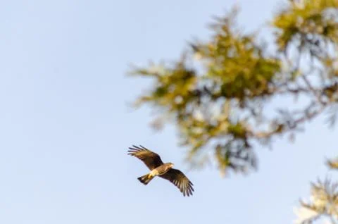 Chimango flying in a light blue sky Stock Photos