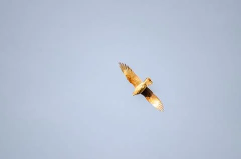 Chimango flying in a light blue sky Stock Photos