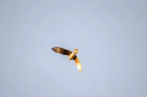 Chimango flying in a light blue sky Stock Photos