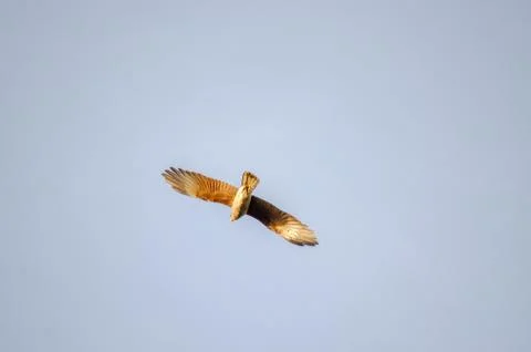 Chimango flying in a light blue sky Stock Photos