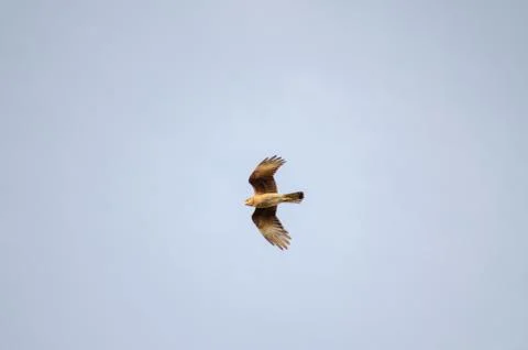 Chimango flying in a light blue sky Stock Photos