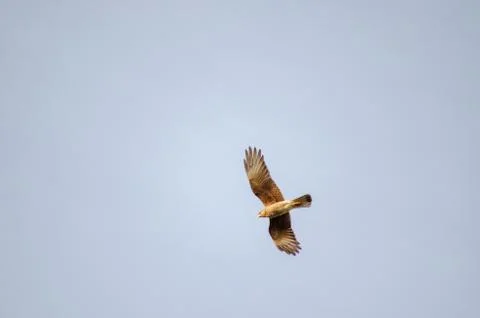 Chimango flying in a light blue sky Stock Photos