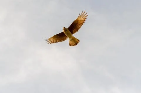 Chimango flying in a light blue sky Stock Photos