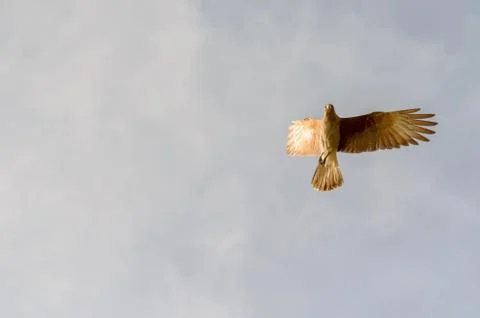 Chimango flying in a light blue sky Foto stock