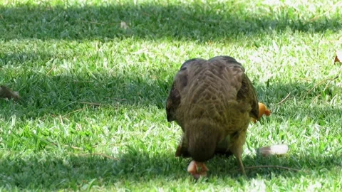 Chimango tiuque (Daptrius chimango) o caracara chimango comiendo sobre el .. Stock Footage 301825814