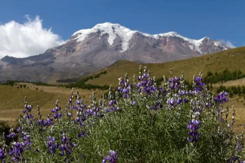 Chimborazo Stock Photos