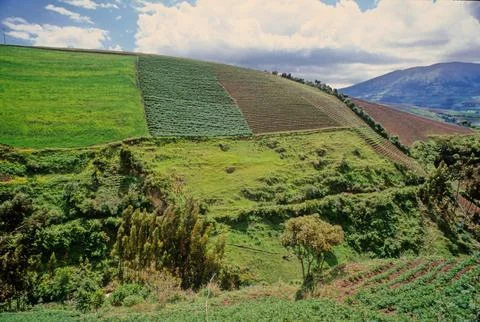 Chimborazo Stock Photos
