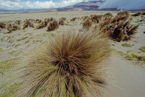 Chimborazo Stock Photos