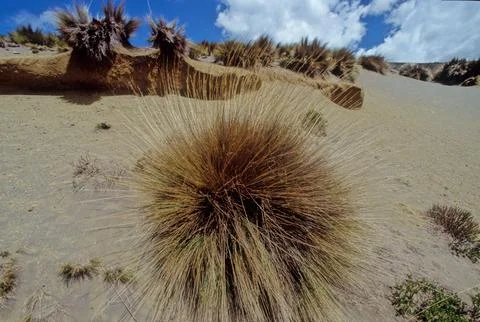 Chimborazo Stock Photos