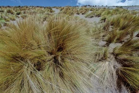 Chimborazo Stock-Fotos