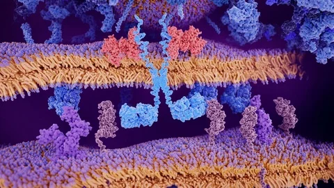 Chimeric antigen receptor (CAR) therapy of cancer Stock Footage 113244550