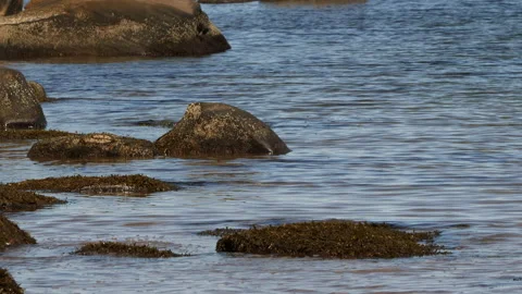 Chimney Corner Beach, Cape Breton, Nova Scotia, Canada Stock Footage 231252938