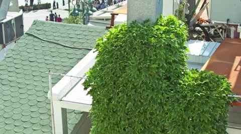 Chimney Covered in Ivy 스톡 동영상 25605764