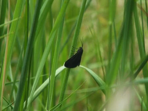 Chimney Sweeper Moth in Grass Stock-Fotos