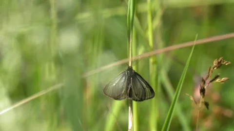 Chimney Sweeper Moth Resting on Grass Stem - 4K Wildlife Slow Motion Shot Vídeos de archivo 336187680