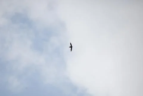 Chimney Swift Stock Photos