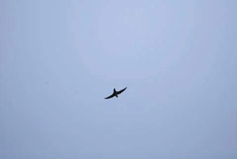 Chimney Swift in the Sky Stock Photos