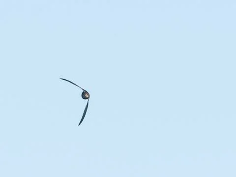 Chimney Swift wings at odd angle Stock Photos