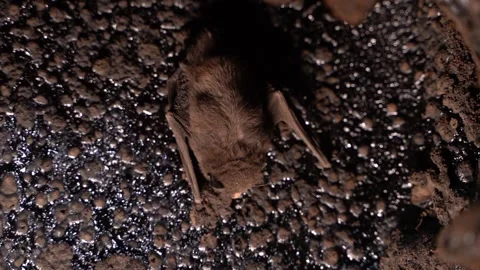 Chimney wall of a solid fuel boiler and a bat in sleep mode, close-up Vidéo 245274534