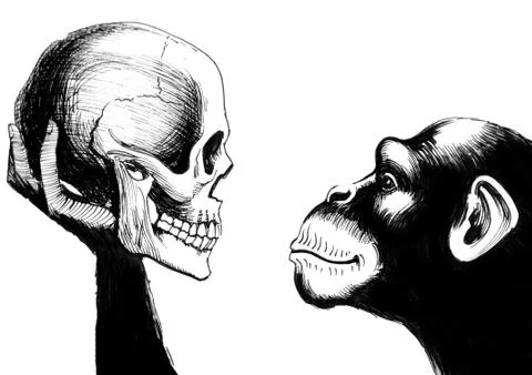 Chimp and skull Stock Illustration
