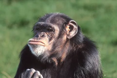Chimp chimpanzee pan troglodytes Stock Photos