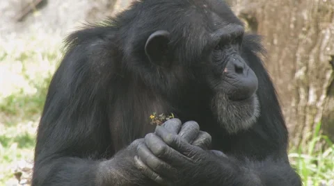 Chimp Clip 1 Stock Footage