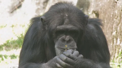 Chimp Clip 2 Видео 1105505