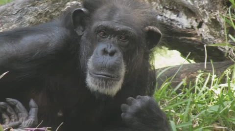 Chimp Clip 3 Видео 1105478