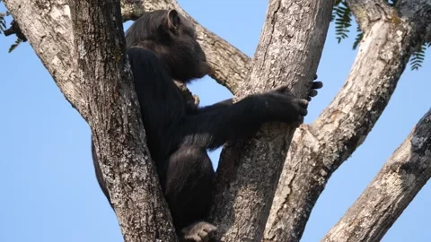 Chimp eating a banana while sitting in a tree Stock Footage 321728678
