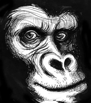 Chimp face Stock Illustration