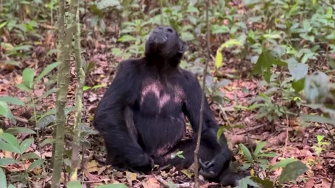 Chimp in Forest Stock Footage 302574189