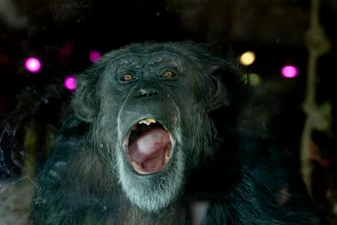 Chimp portrait Stock Photos