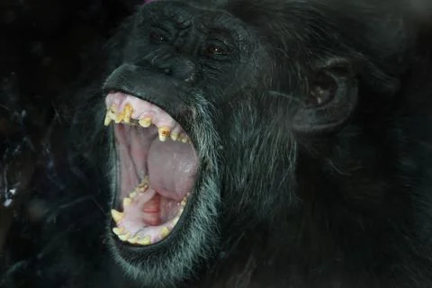 Chimp portrait Stock Photos