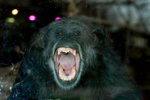 Chimp portrait Stock Photos