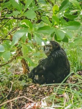 Chimp sitting on ground Stock Photos